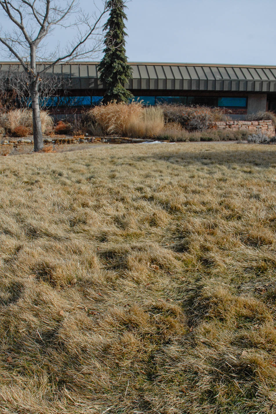 Turf-type Tall Fescue